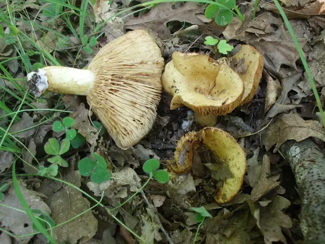 Mleczaj najostrzejszy (Lactarius acerrimus)