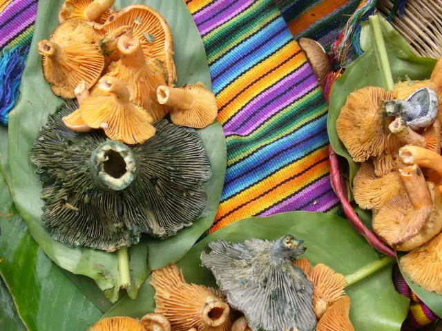 Mleczaj niebieski (Lactarius indigo)