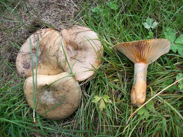 Mleczaj niebieszczejący (Lactarius quieticolor)