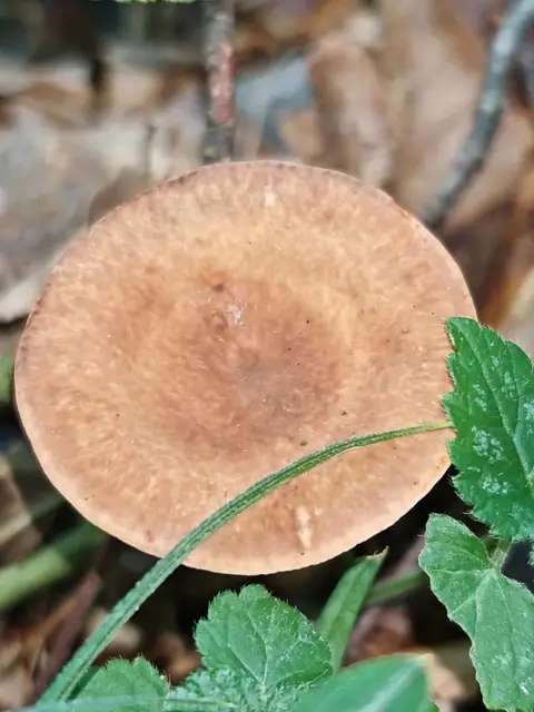 Mleczaj obrączkowy (Lactarius rubrocinctus)