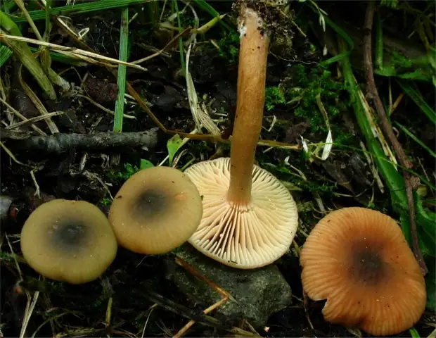 Mleczaj olszowy (Lactarius obscuratus)
