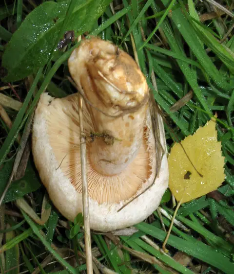 Mleczaj omszony (Lactarius pubescens)