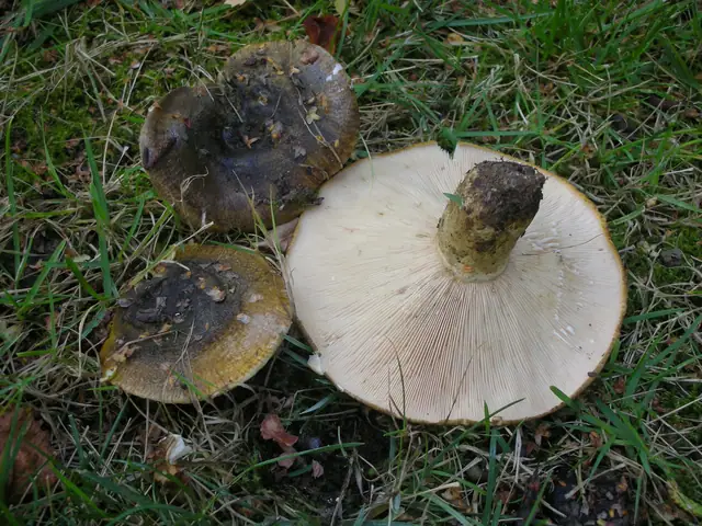 Mleczaj paskudnik (Lactarius necator)