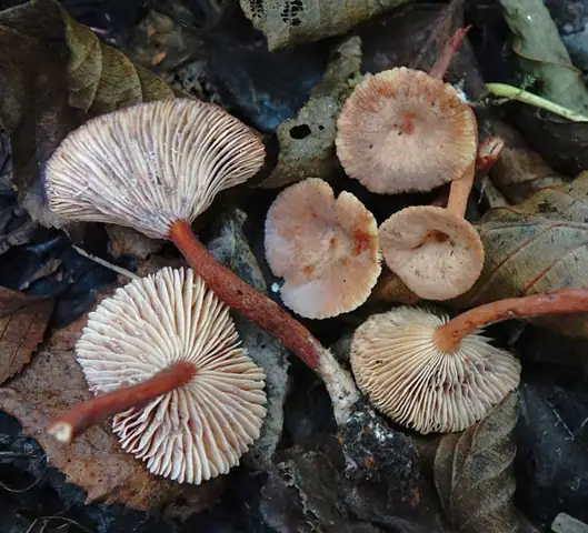 Mleczaj pępówkowy (Lactarius omphaliiformis)