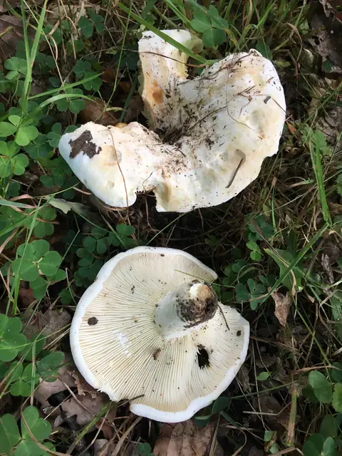 Mleczaj piekący (Lactarius bertillonii)