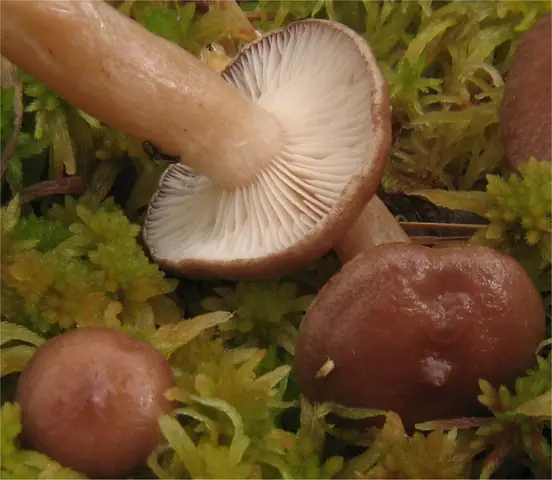 Mleczaj pilatii (Lactarius pilatii)