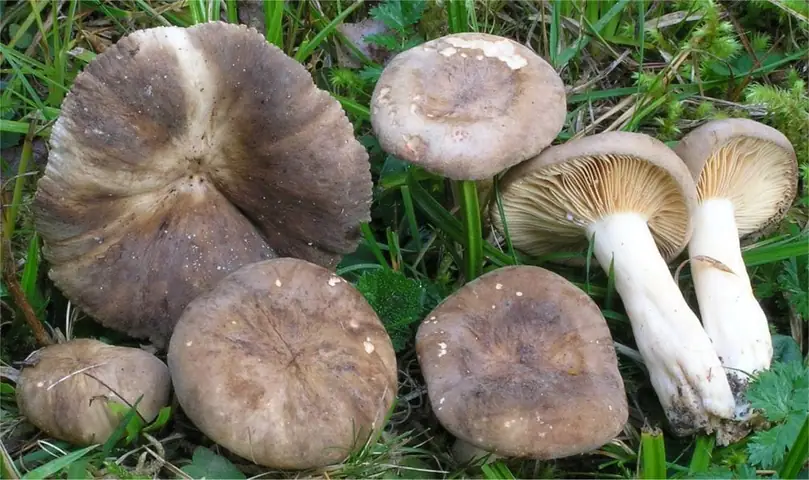 Mleczaj pomarszczony (Lactarius pterosporus)