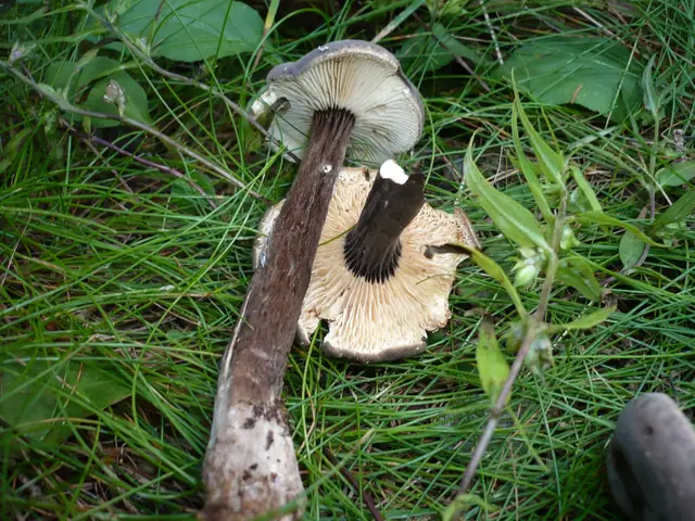 Mleczaj przydymiony (Lactarius lignyotus)