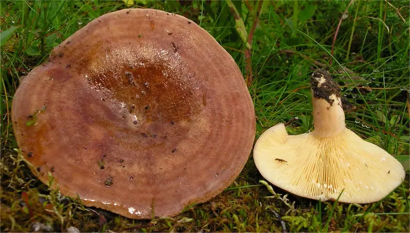 Mleczaj rudobrązowy (Lactarius hysginus)