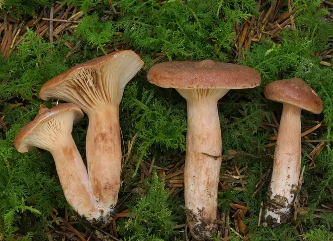 Mleczaj rudy (Lactarius rufus)