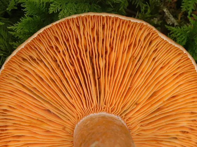 Mleczaj świerkowy (Lactarius deterrimus)