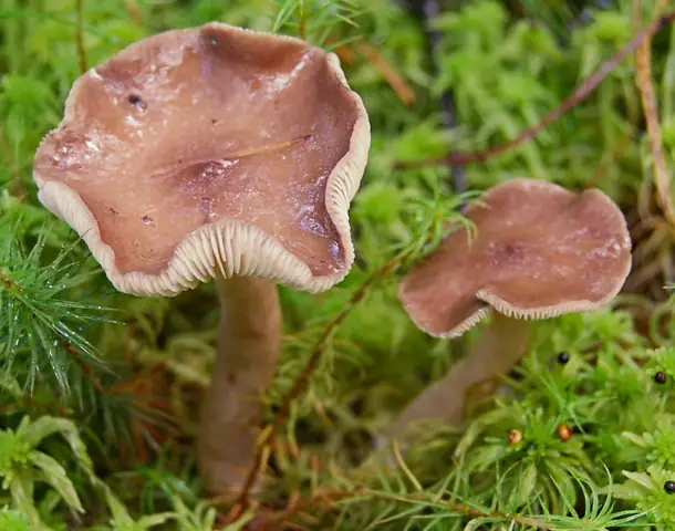 Mleczaj szaroplamisty (Lactarius vietus)