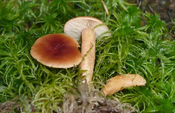 Mleczaj torfowcowy (Lactarius sphagneti)