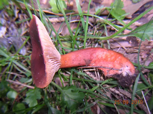 Mleczaj wątrobowy (Lactarius hepaticus)