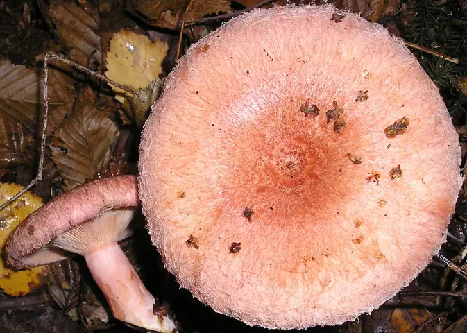Mleczaj wełnianka (Lactarius torminosus)