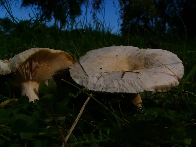 Mleczaj wełnianka (Lactarius torminosus)
