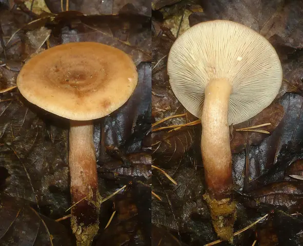 Mleczaj wodnisty (Lactarius serifluus)