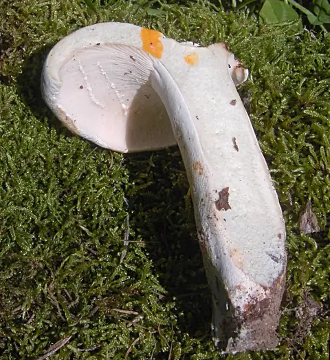 Mleczaj zieleniejący (Lactarius glaucescens)