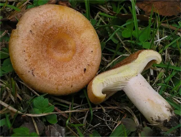 Mleczaj złocisty (Lactarius chrysorrheus)