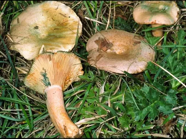 Mleczaj zmienny (Lactarius semisanguifluus)