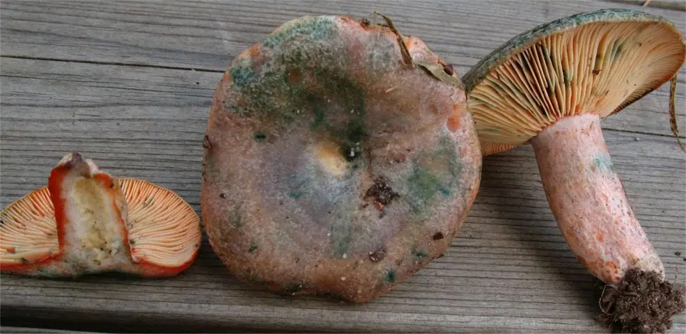 Mleczaj zmienny (Lactarius semisanguifluus)