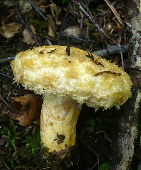 Mleczaj żółtofioletowy (Lactarius repraesentaneus)