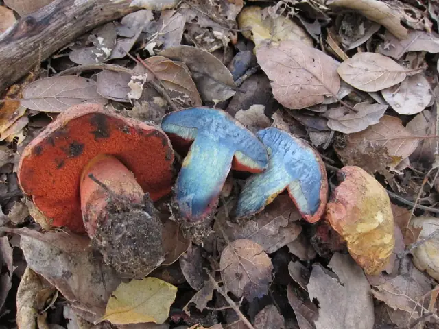 Modroborowik migdałowy (Suillellus amygdalinus)