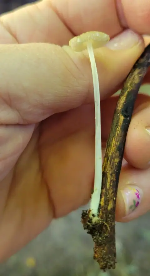 Mokronóżka bukowa (Hydropus subalpinus)