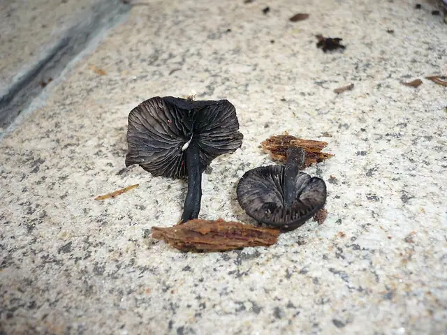 Mokronóżka czerniejąca (Hydropus atramentosus)