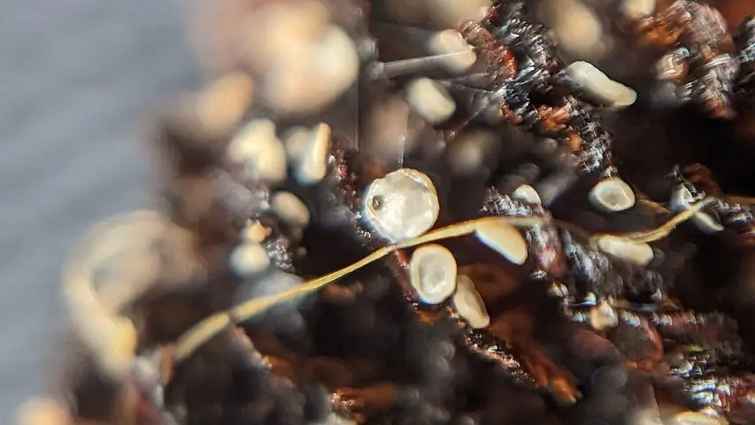 Mollisia amenticola