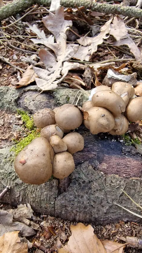 Monetka bukowa (Mucidula mucida)