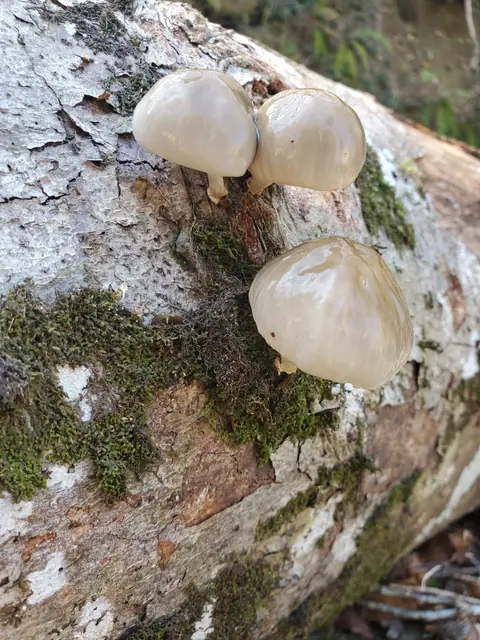 Monetka bukowa (Mucidula mucida)