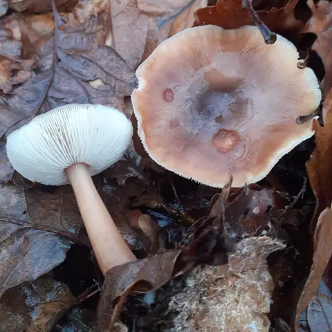 Monetnica maślana (Rhodocollybia butyracea)