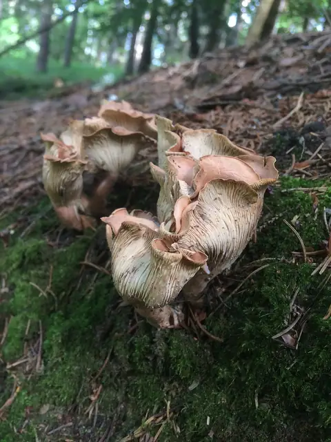 Monetnica sucha (Rhodocollybia filamentosa)