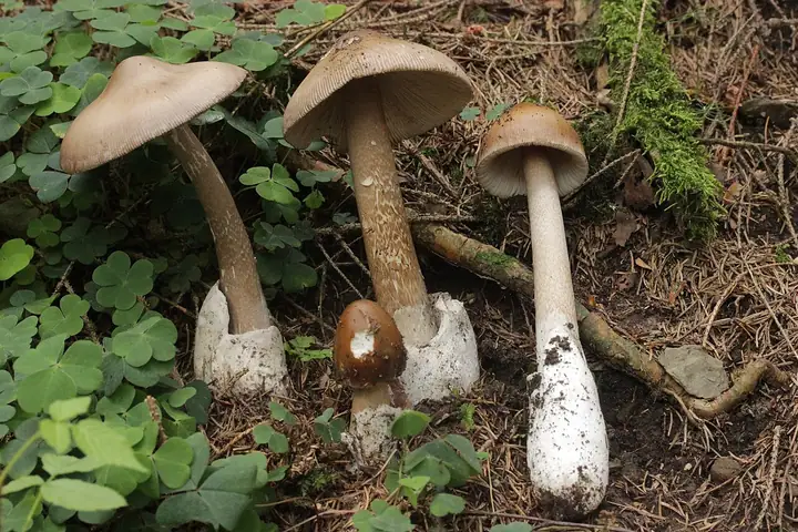 Muchomor brązowooliwkowy (Amanita submembranacea)