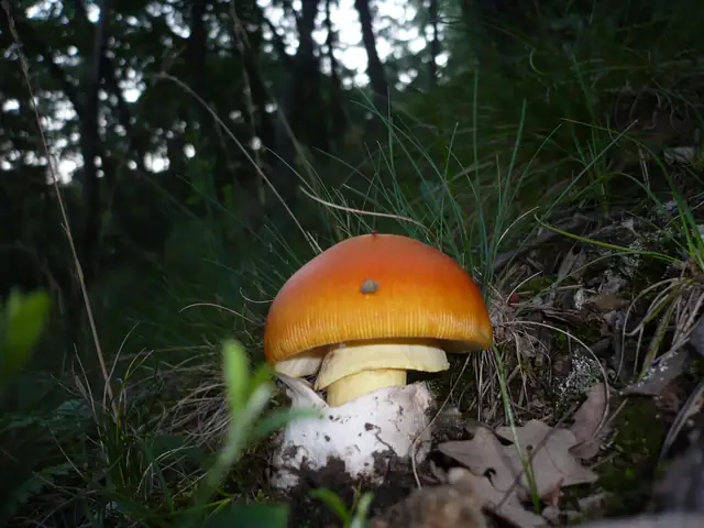 Muchomor cesarski (Amanita caesarea)
