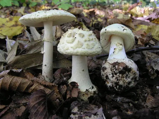 Muchomor cytrynowy (Amanita citrina)