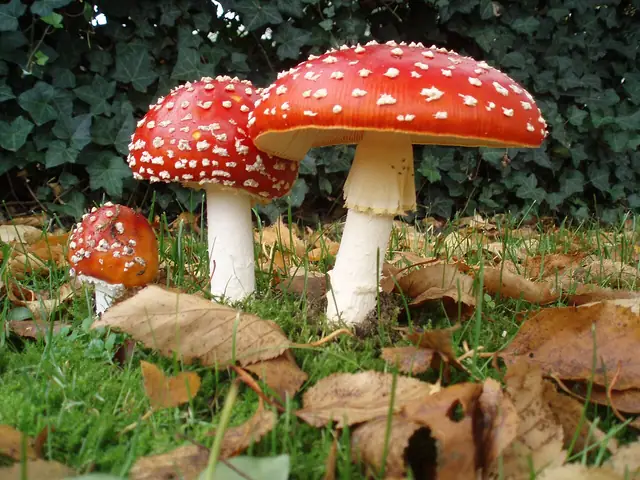 Muchomor czerwony (Amanita muscaria)