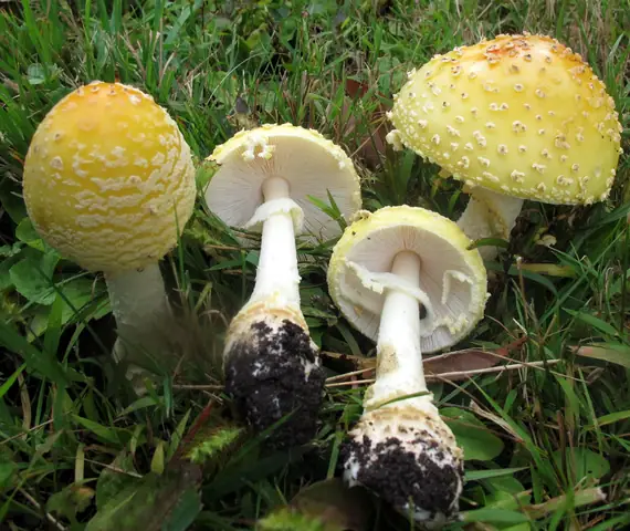 Muchomor czerwony forma żółta (Amanita muscaria f. guessowii f. aureola)