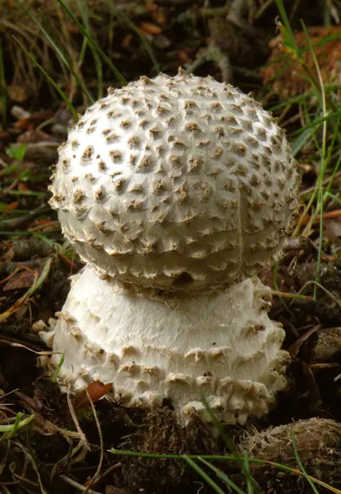 Muchomor jeżowaty (Amanita echinocephala)