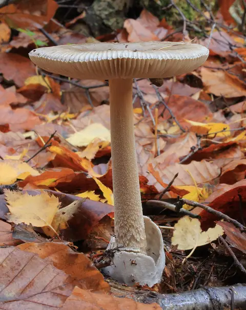 Muchomor mglejarka (Amanita vaginata)