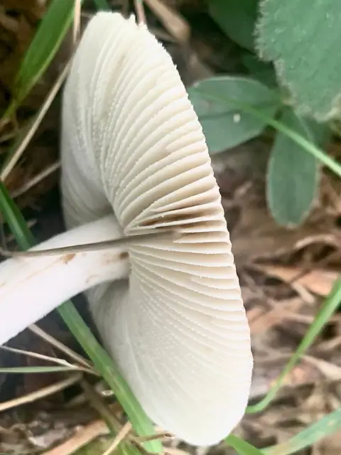 Muchomor mglejarka odm. biała (Amanita vaginata var. alba)