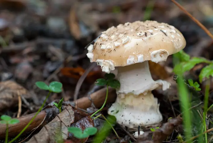 Muchomor narcyzowy (Amanita gemmata)
