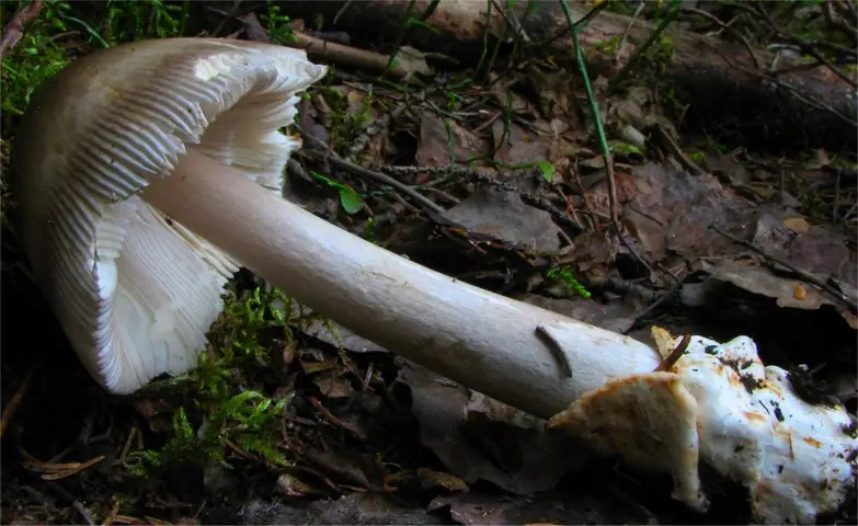 Muchomor oliwkowy (Amanita battarrae)