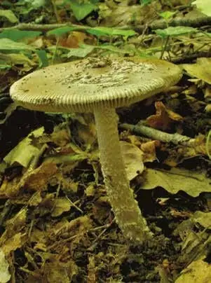 Muchomor olszynowy (Amanita friabilis)