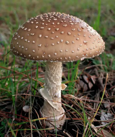 Muchomor plamisty (Amanita pantherina)