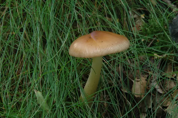 Muchomor rdzawobrązowy (Amanita fulva)