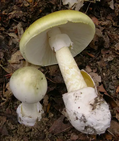 Muchomor sromotnikowy (Amanita phalloides)