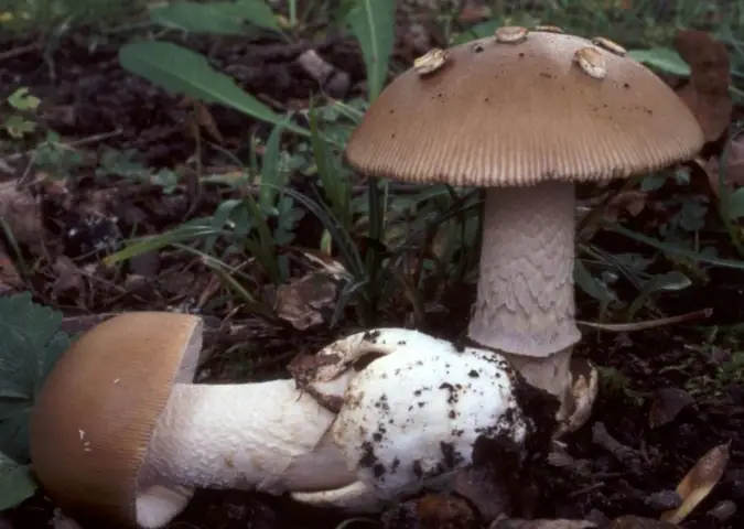 Muchomor szaropłowy (Amanita lividopallescens)