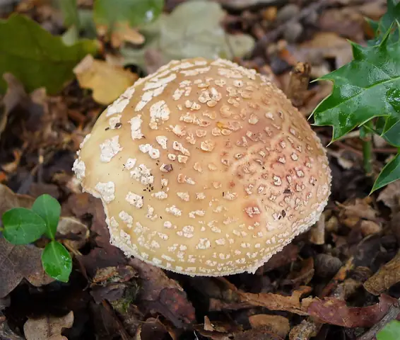 Muchomor szorstki (Amanita franchetii)